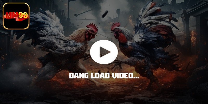 Các loại hình đá gà đặc sắc online