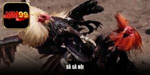 Đá Gà Nòi - Phiên Bản Cá Cược Siêu Cuốn Hút Năm 2025