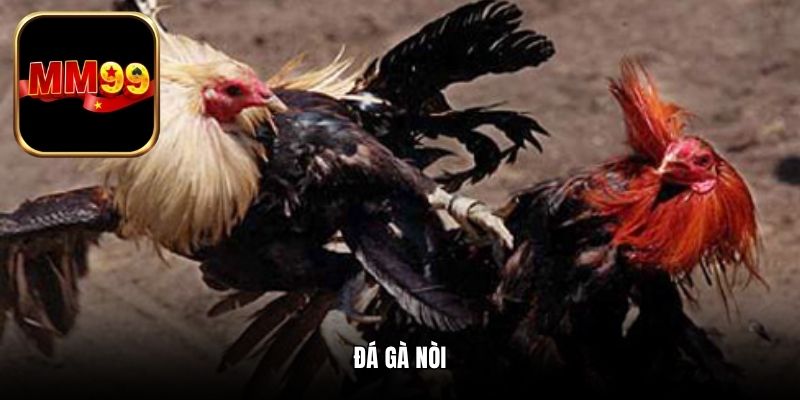 Đá Gà Nòi - Phiên Bản Cá Cược Siêu Cuốn Hút Năm 2025