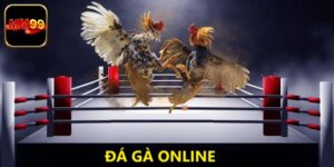 Đá Gà Online Với Các Trận Đấu Giữa Các Chiến Kê Nảy Lửa