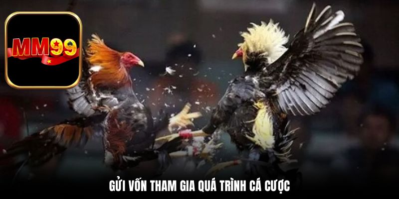 Gửi vốn tham gia quá trình cá cược