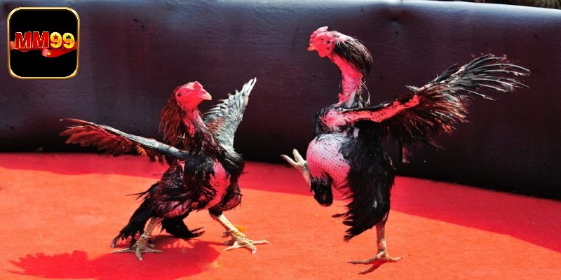 Luật Đá Gà Miền Bắc Dễ Hiểu Dành Cho Mọi Hội Viên Nhập Cuộc