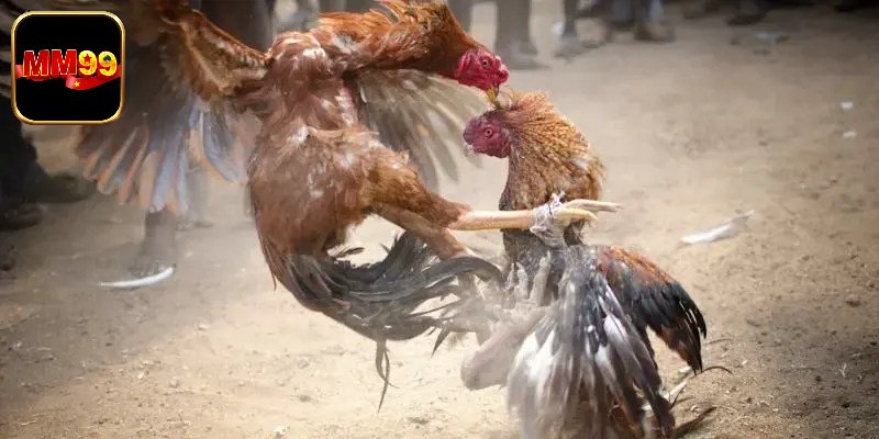 Lý do đá gà trực tuyến thu hút đông đảo hội viên tham gia mỗi ngày