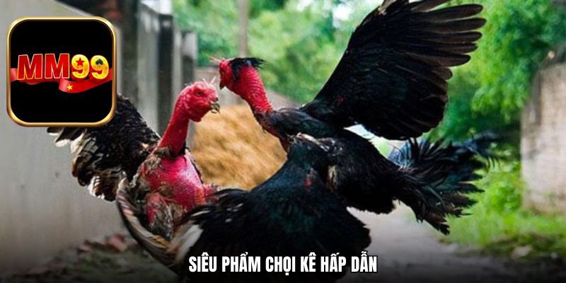 Siêu phẩm chọi kê hấp dẫn