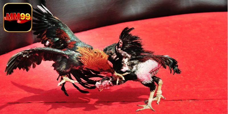 Tips chơi đá gà miền Bắc giành thắng bất bại